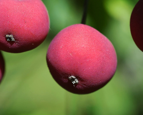 포토 JPG 해외이미지 식물 열매 과일 자연 딸기 건강 사람없음 빨간색 초록색 신선 달콤 숲 유기농 해외202004 해외포토 웰빙 컬러 맛 생태계 파일형식 이미지허브
