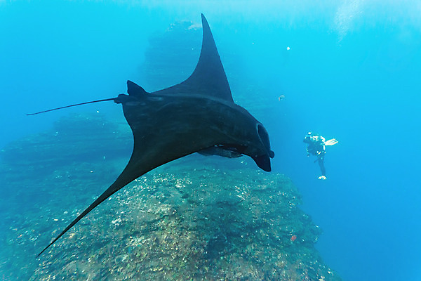 포토 JPG 해외이미지 동물 야생동물 바다 자연 멕시코 어류 사람없음 물 파란색 수중 광선 잠수부 사진사 다이빙 동물상 해외202004 해외포토 자연요소 컬러 북아메리카 조형물 수영 수중동물 전문직 작가 생태계 수중스포츠 파일형식 이미지허브