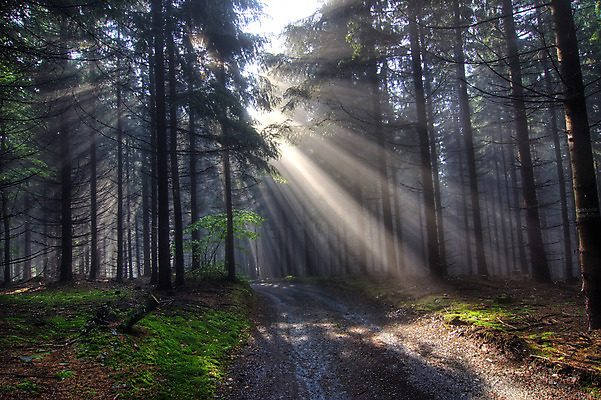 포토 JPG 해외이미지 나무 도로 길 자연 아침 날씨 풍경 사람없음 야외 빛 반짝임 햇빛 침묵 안개 광선 가을 소나무 숲 신비 버리기 침엽수 가문비나무 해외202004 해외포토 주간 식물 계절 컨셉 교통시설 모션 태양 소리 생태계 파일형식 이미지허브