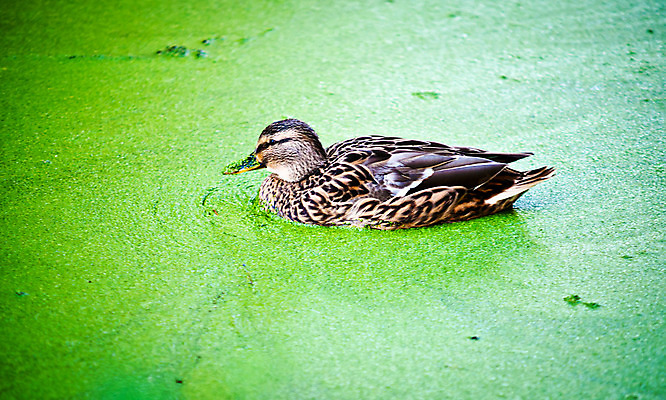 포토 JPG 해외이미지 동물 1 여자 남자 호수 야생동물 자연 조류 오리 사람없음 물 반려동물 갈색 큼 흰배경 물새 해외202004 해외포토 자연요소 컬러 백그라운드 사람 흰색 크기 생태계 파일형식 이미지허브