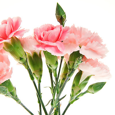 포토 JPG 해외이미지 식물 꽃잎 꽃 분홍색 꽃다발 결혼 백그라운드 자연 벽지 결혼식 문구용품 선물 사랑 사람없음 활발 벚꽃 흰색 신선 신용카드 날짜 다발 향수 카네이션 아로마 초대 강렬 고립 해외202004 해외포토 감정 컬러 컨셉 이벤트 금융 화장품 오브젝트 생태계 파일형식 이미지허브