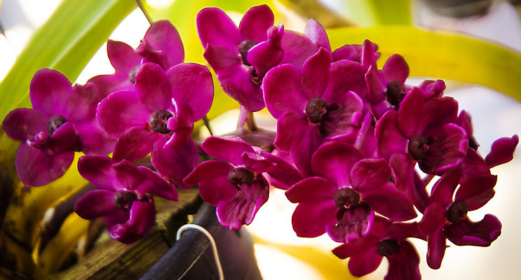 포토 JPG 해외이미지 식물 계절 꽃잎 꽃 꽃다발 백그라운드 꽃무늬 자연 선물 사람없음 장식 초록색 여름 머리 정원 스파 화목 봄 활발 개화 난초 고급 우아함 맛 냄새 아로마 향 단아함 해외202004 해외포토 컬러 컨셉 무늬 신체부위 생태계 파일형식 이미지허브