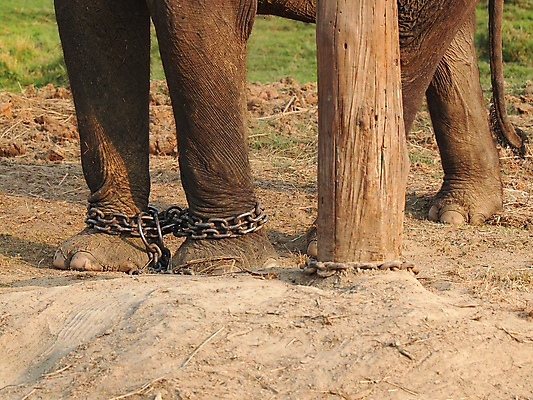 포토 JPG 해외이미지 동물 손가락 태국 코끼리 사람없음 못 가난 손톱 피부 고문 양발 해외202004 해외포토 손 아시아 컨셉 포유류 신체부위 공구 파일형식 이미지허브