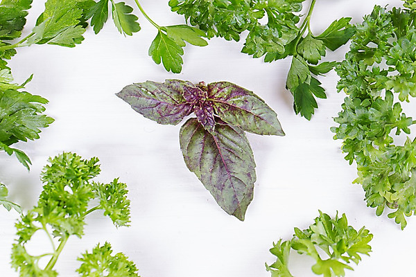 포토 JPG 해외이미지 식물 접시 음식 백그라운드 잎 농업 채소 재료 탁자 파슬리 건강 요리 사람없음 초록색 세트 보라색 식사 샐러드 흰색 나뭇가지 신선 고명 양념 그룹 정상 혼합 다발 수집 먹기 민트 허브 향신료 유기농 날것 바질 로즈메리 고립 딜 백리향 오레가노 입가심 채식주의자 해외202004 해외포토 나무 식기 웰빙 산업 컬러 가구 모션 채식 향미료 파일형식 이미지허브