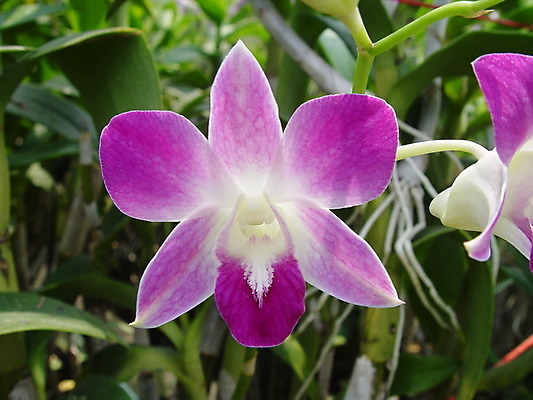 포토 JPG 해외이미지 아시아 여행 잎 태국 사람없음 컬러풀 농장 난초 방콕 운하 해외202004 해외포토 식물 나라 컬러 농업 파일형식 이미지허브