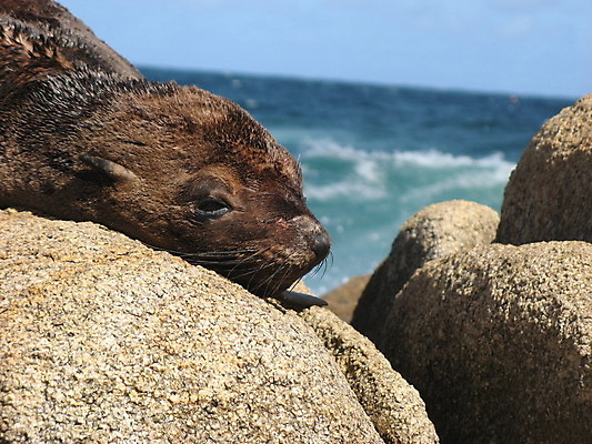 포토 JPG 해외이미지 동물 얼굴 야생동물 바다 섬 십자가 포유류 포옹 자연 새로움 해변 사람없음 야외 가로 물 갈색 평화 귀여움 검은색 아기 신생아 황무지 사자 작음 물개 코 지느러미 암초 남쪽 내추럴 동물상 생태학 해외202004 해외포토 자연요소 교육 컬러 컨셉 안기 사람 신체부위 조형물 바다동물 크기 방향 생태계 파일형식 이미지허브