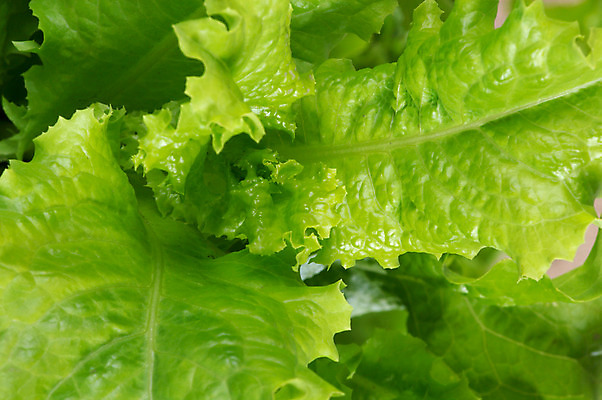 포토 JPG 해외이미지 식물 라이프스타일 음식 백그라운드 잎 다이어트 채소 재료 자연 건강 식이요법 사람없음 농작물 쌓기 샐러드 상추 먹기 유기농 날것 흙더미 채식주의자 해외202004 해외포토 웰빙 농업 모션 생활 흙 생태계 채식 파일형식 더미 이미지허브