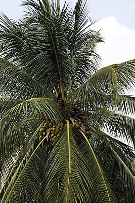 포토 JPG 해외이미지 나무 식물 음식 여행 잎 과일 자연 하늘 열대 건강 손바닥 동양인 사람없음 야외 초록색 파란색 맑음 견과류 다발 코코넛 내추럴 식용 이국적 해외202004 해외포토 손 컬러 날씨 인종 생태계 파일형식 이미지허브
