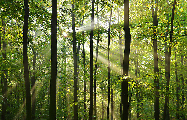 포토 JPG 해외이미지 나무 식물 계절 공원 도로 선 줄기 백그라운드 단풍 잎 오렌지 자연 풍경 사람없음 야외 목재 빨간색 초록색 빛 컬러풀 햇빛 갈색 노란색 걷기 황혼 새벽 활발 안개 광선 가을 나뭇가지 시골 황금 숲 오솔길 명상 자작나무 폴란드 10월 삼림지대 해외202004 해외포토 자연요소 공공시설 유럽 길 컬러 컨셉 과일 재료 교통시설 모션 날씨 태양 일몰 날짜 생태계 파일형식 이미지허브