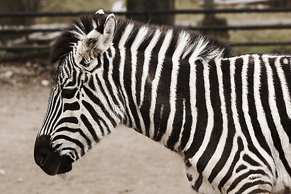 포토 JPG 해외이미지 동물 응시 공원 얼굴 야생동물 백그라운드 패턴 포유류 아프리카 자연 초식동물 흑백 사람없음 초록색 머리 환경 검은색 줄무늬 게임 흰색 황무지 우아함 군중 사파리 호기심 귀 얼룩말 케냐 내추럴 남아프리카 사바나 세렝게티 이국적 전국 탄자니아 해외202004 해외포토 시선 공공시설 감정 나라 컬러 컨셉 무늬 놀이 촬영기법 사람 신체부위 말_동물 생태계 파일형식 이미지허브