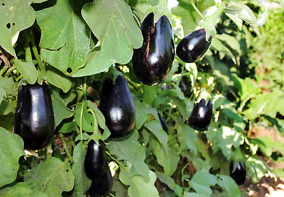 포토 JPG 해외이미지 식물 음식 줄기 백그라운드 잎 농업 다이어트 채소 과일 재료 자연 가지 건강 요리 사람없음 초록색 농장 정원 보라색 검은색 저녁식사 샐러드 수확 성장 신선 시장 맛 다발 먹기 제비꽃 유기농 생태계 날것 내추럴 숙성 채식주의자 해외202004 해외포토 웰빙 꽃 산업 컬러 컨셉 모션 식사 채식 파일형식 이미지허브