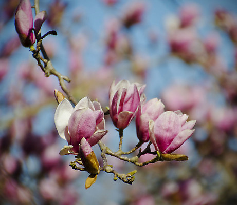 포토 JPG 해외이미지 나무 식물 계절 꽃잎 꽃 분홍색 백그라운드 자연 사람없음 햇빛 태양 정원 맑음 봄 벚꽃 나뭇가지 시간 개화 큼 자주색 과수원 묘사 목련 내추럴 해외202004 해외포토 자연요소 컬러 농업 날씨 크기 생태계 파일형식 이미지허브