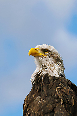 포토 JPG 해외이미지 주간 야생동물 사람없음 야외 독수리 흰머리독수리 해외202004 해외포토 자연요소 동물 조류 파일형식 이미지허브