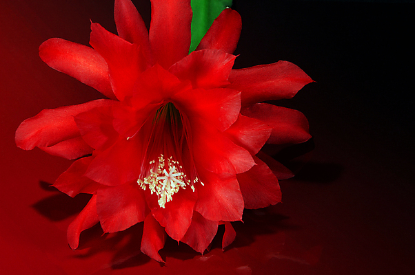 포토 JPG 해외이미지 식물 꽃잎 꽃 분홍색 백그라운드 자연 선인장 사람없음 빨간색 초록색 머리 검은색 사막 엄지손가락 벚꽃 개화 야간 향수 싱글 원예 향기 날카로움 꽃가루 보여주기 꽃수술 이국적 해외202004 해외포토 자연요소 컬러 손가락 모션 취미 신체부위 화장품 가루 생태계 냄새 파일형식 이미지허브