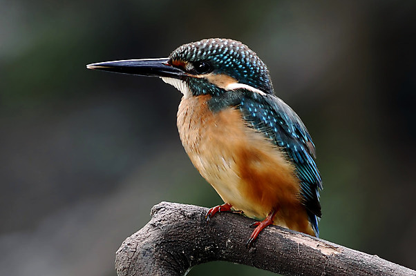 포토 JPG 해외이미지 나무 동물 여자 남자 아시아 얼굴 야생동물 백그라운드 날개 자연 조류 사람없음 야외 목재 가로 초록색 컬러풀 머리 환경 나뭇가지 막대기 닫기 숲 깃털 꼬리 부리 서식지 물총새 생태학 이국적 해외202004 해외포토 식물 교육 나라 컬러 재료 모션 사람 신체부위 생태계 파일형식 이미지허브