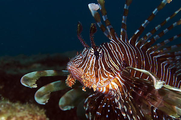포토 JPG 해외이미지 바다 여행 표면 어류 사람없음 물 파란색 평화 우주 수중 어둠 고요 아래 다이빙 초대 장면 깊이 침몰 해외202004 해외포토 자연요소 컬러 컨셉 수영 수중동물 방향 위치 수중스포츠 파일형식 이미지허브
