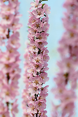 포토 JPG 해외이미지 나무 식물 계절 꽃잎 꽃 분홍색 백그라운드 잎 꽃무늬 오렌지 과일 자연 휴가 새로움 풍경 사람없음 장식 빨간색 초록색 태양 농장 우주 정원 맑음 봄 벚꽃 흰색 나뭇가지 개화 닫기 큼 과수원 연도 심볼 복숭아 자두 내추럴 고립 옛날 해외202004 해외포토 자연요소 컬러 컨셉 무늬 농업 모션 날씨 크기 생태계 파일형식 이미지허브