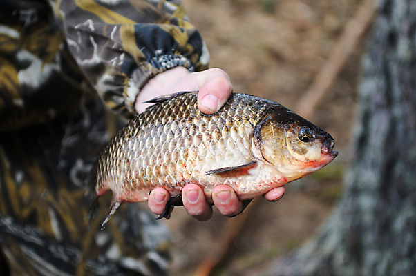 포토 JPG 해외이미지 동물 손 호수 스포츠 자연 성공 낚시 저울 어류 어업 취미 사람없음 물 강 신선 잡기 낚시꾼 보여주기 유지 민물 해외202004 해외포토 자연요소 산업 컨셉 모션 레저 신체부위 수중동물 생태계 파일형식 이미지허브