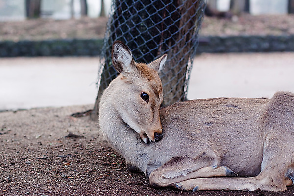 포토 JPG 해외이미지 나무 동물 응시 공원 도로 지구 포즈 자연 사슴 사람없음 야외 가로 초록색 갈색 금속 일본 회색 가을 그물 거짓말 땅바닥 암사슴 해외202004 해외포토 식물 시선 계절 공공시설 아시아 길 컬러 포유류 교통시설 재질 바닥 암컷 생태계 파일형식 이미지허브