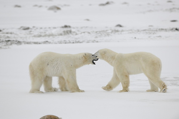포토 JPG 해외이미지 동물 커플 야생동물 여행 2 캐나다 겨울 곰 포유류 포옹 자연 날씨 털 사람없음 야외 햇빛 얼음 힘 만남 흰색 나뭇가지 쌍 위험 큼 북극 러시아 육식동물 봉 북쪽 멸종 솜털 해외202004 해외포토 자연요소 나무 계절 유럽 컬러 컨셉 북아메리카 관계 안기 태양 크기 극지방 방향 생태계 파일형식 이미지허브