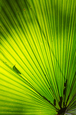 포토 JPG 해외이미지 나무 식물 건축물 선 줄기 백그라운드 잎 패턴 자연 추상 세포 건강 손바닥 사람없음 초록색 우주 환경 정원 활발 신선 순수 묘사 유기농 질감 생물학 에메랄드 정맥 내추럴 진행 광합성 생태학 해외202004 해외포토 손 웰빙 교육 건축 컬러 컨셉 무늬 보석 생태계 혈관 파일형식 이미지허브
