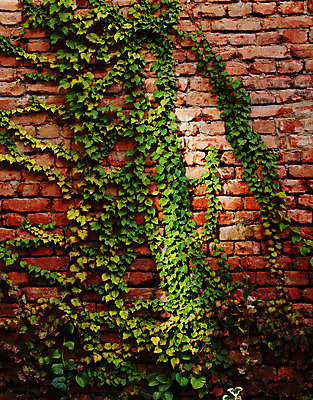 포토 JPG 해외이미지 식물 외관 벽 잎 건축양식 창문 자연 주택 사람없음 야외 건물 장식 빨간색 초록색 울타리 햇빛 노란색 성장 덮개 가을 시골 신선 커튼 덩굴 묘사 질감 오르기 포도나무 아이비 상록수 내추럴 강렬 공화국 옛날 조지아 그리너리 해외202004 해외포토 건축물 계절 건축 나라 컬러 모션 담장 태양 뚜껑 과일나무 생태계 동유럽 파일형식 트랜드컬러 이미지허브