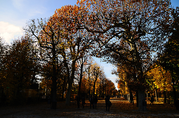 포토 JPG 해외이미지 나무 디자인 계절 공원 행복 백그라운드 단풍 잎 오렌지 모션 자연 건조 건강 풍경 사람없음 야외 장식 빨간색 컬러풀 햇빛 태양 갈색 노란색 사진촬영 하이킹 가을 나뭇가지 변화 닫기 잡지 숲 11월 소재 10월 엘리먼트 해외202004 해외포토 자연요소 식물 공공시설 감정 컬러 컨셉 과일 레저 간행물 촬영 날짜 생태계 파일형식 이미지허브