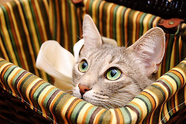 포토 JPG 해외이미지 동물 응시 분홍색 백그라운드 포유류 수염 주택 털 선물 사람없음 반려동물 상자 머리 바구니 고양이 놀람 표현 연기 무서움 호기심 코 사냥꾼 섬광 해외202004 해외포토 직업 시선 감정 컬러 컨셉 표정 건물 신체부위 파일형식 이미지허브