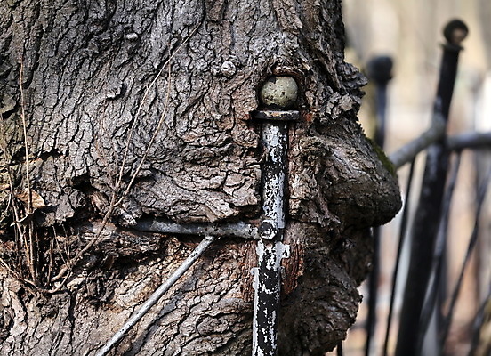 포토 JPG 해외이미지 나무 얼굴 사람없음 옆모습 울타리 머리 신비 묘사 질감 나무껍질 공상 해외202004 해외포토 식물 뷰포인트 컨셉 신체부위 담장 껍질 파일형식 이미지허브