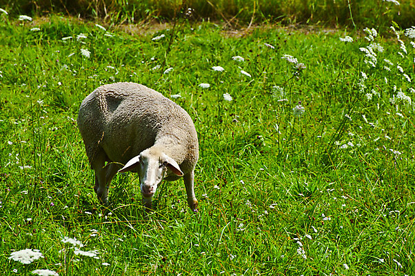 포토 JPG 해외이미지 동물 계절 유럽 음식 밭 농업 포유류 자연 독일 풍경 잔디 사람없음 야외 초록색 여름 농장 농경지 가축 봄 목장 시골 양 소 볏짚 군중 먹이 방목 땅 언덕 양고기 양모 기르기 램 밭일 양털 찰과상 바이에른 목가 해외202004 해외포토 식물 나라 산업 컬러 육류 사람 직물 짚 축산업 상처 생태계 돌봄 파일형식 이미지허브