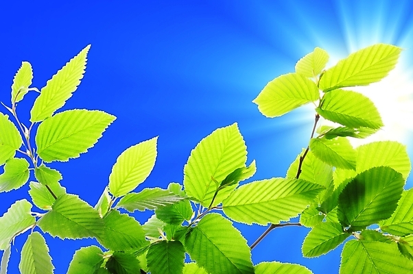 포토 JPG 해외이미지 나무 식물 배너 컨셉 잎 자연 벽지 하늘 프레임 사람없음 여름 파란색 태양 우주 환경 맑음 봄 공백 흰색 나뭇가지 인사 신선 신용카드 숲 에코 내추럴 고립 생태학 카피스페이스 해외202004 해외포토 자연요소 계절 교육 컬러 날씨 금융 예절 생태계 파일형식 이미지허브