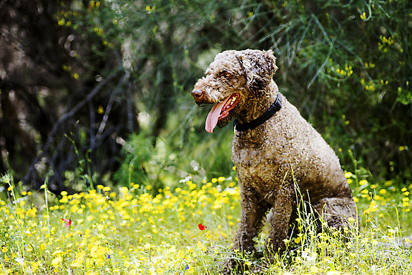 포토 JPG 해외이미지 동물 라이프스타일 공원 남자 행복 컨셉 가족 자연 놀이 사랑 미소 사람 소년 사람없음 야외 초록색 여름 반려동물 일몰 놀람 우정 산책 기쁨 도시 황금 개 리트리버 강아지 정상 래브라도리트리버 주인 기르기 돌봄 우수 유래 해외202004 해외포토 계절 공공시설 감정 어린이 컬러 포유류 관계 모션 휴식 표정 생활 친구 노을 절기 생태계 파일형식 이미지허브