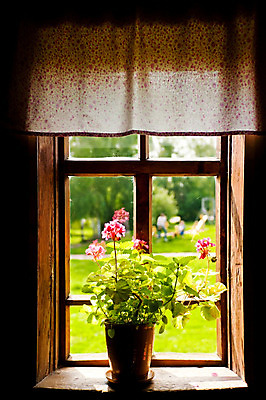포토 JPG 해외이미지 꽃 백그라운드 창문 프레임 실내 그림자 사람없음 빛 햇빛 꽃병 검은색 어둠 침묵 직물 커튼 고독 냄비 그늘 심플 사생활 해외202004 해외포토 식물 감정 컬러 내부 태양 소리 솥 파일형식 이미지허브