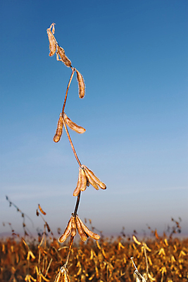 포토 JPG 해외이미지 식물 계절 산업 음식 줄기 백그라운드 밭 농업 채소 재료 자연 하늘 콩 건조 건강 씨앗 사람없음 야외 세로 파란색 농작물 농장 노란색 우주 수확 성장 가을 시골 그룹 큼 먹기 유기농 완두콩 날것 기간 대두 숙성 작살 채식주의자 세련 전경 해외202004 해외포토 웰빙 컬러 모션 곡류 풍경 크기 생태계 채식 파일형식 탑뷰 이미지허브
