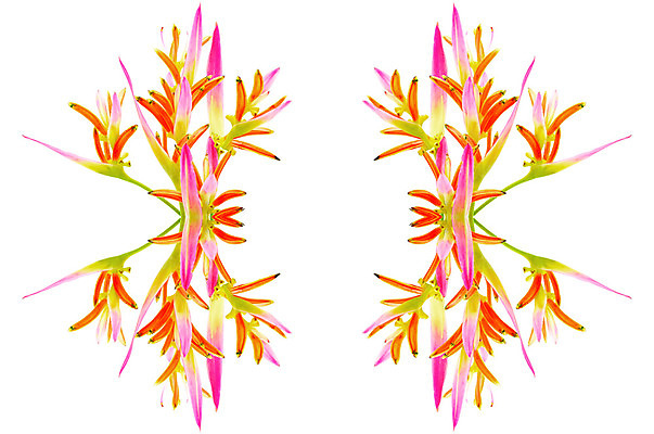 포토 JPG 해외이미지 식물 꽃잎 꽃 분홍색 꽃무늬 오렌지 자연 사람없음 빨간색 컬러풀 노란색 정원 봄 벚꽃 내추럴 고립 이국적 파라다이스 해외202004 해외포토 계절 컬러 무늬 과일 생태계 파일형식 이미지허브