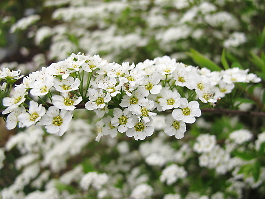 포토 JPG 해외이미지 식물 계절 꽃잎 꽃 낙엽 자연 사람없음 정원 봄 흰색 개화 관목 해외202004 해외포토 나무 컬러 잎 생태계 파일형식 이미지허브