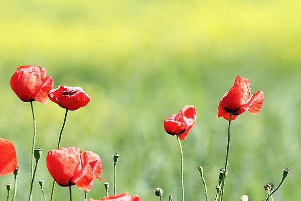 포토 JPG 해외이미지 식물 꽃잎 꽃 백그라운드 꽃무늬 밭 자연 바람 추상 풍경 사람없음 야외 빨간색 초록색 여름 파란색 환경 정원 활발 들꽃 성장 벚꽃 시골 선택 5월 장면 부드러움 양귀비 7월 내추럴 해외202004 해외포토 자연요소 계절 컬러 컨셉 무늬 농업 날씨 감각 날짜 생태계 파일형식 이미지허브
