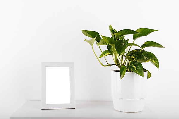 포토 JPG 해외이미지 식물 디자인 꽃 화초 잎 꽃무늬 자연 탁자 바닥 주택 프레임 사람없음 내부 장식 초록색 환경 방 흰색 신선 냄비 관목 그림 심기 양치류 해외202004 해외포토 나무 컬러 가구 무늬 모션 건물 솥 생태계 파일형식 이미지허브