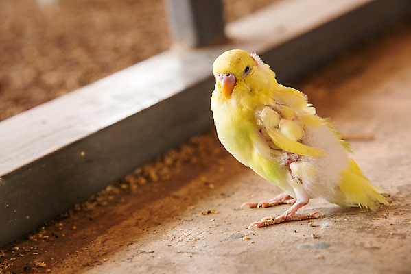 포토 JPG 해외이미지 동물 날개 자연 조류 사람없음 초록색 반려동물 컬러풀 노란색 나뭇가지 아기 작음 깃털 부리 앵무새 잉꼬 해외202004 해외포토 나무 컬러 사람 크기 생태계 파일형식 이미지허브