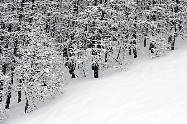 포토 JPG 해외이미지 나무 도로 길 겨울 자국 자연 산 풍경 사람없음 야외 목재 평화 환경 냉동 얼음 침묵 고요 산책 하이킹 추위 안개 흰색 소나무 보호 숲 시원함 언덕 서리 장면 흐림 내추럴 뿌연 선로 눈내림 해외202004 해외포토 자연요소 식물 계절 컬러 컨셉 재료 교통시설 레저 날씨 휴식 눈_날씨 소리 생태계 파일형식 이미지허브