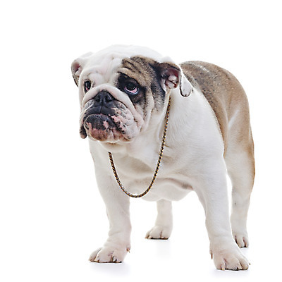 포토 JPG 해외이미지 동물 1 영어 응시 백그라운드 포유류 영국 서기 사람없음 반려동물 갈색 흰색 주름 개 슛 불독 송곳니 고립 유래 혼자 해외202004 해외포토 문자 시선 유럽 컬러 모션 치아 파일형식 이미지허브