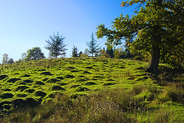 포토 JPG 해외이미지 나무 1 공원 야생동물 여행 자연 휴식 영국 파노라마 풍경 사람없음 야외 목재 초록색 물 여름 갈색 머리 침묵 하이킹 가을 시골 신선 소나무 황무지 습지 숲 큼 언덕 내추럴 서쪽 절정 스코틀랜드 해외202004 해외포토 자연요소 식물 동물 계절 공공시설 유럽 컬러 컨셉 재료 레저 촬영기법 신체부위 소리 크기 방향 생태계 파일형식 이미지허브