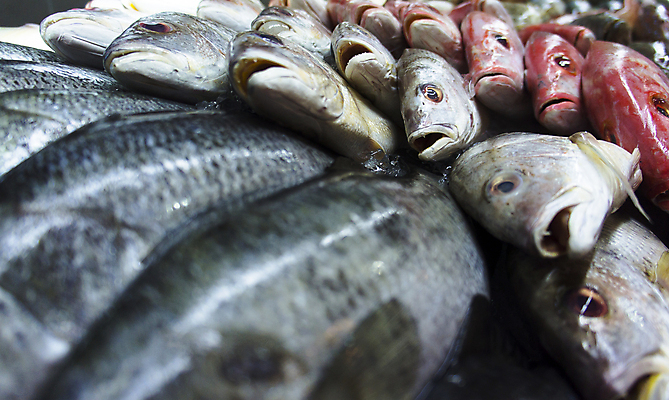 포토 JPG 해외이미지 동물 산업 음료 음식 바다 재료 낚시 새우 건강 갑각류 어류 사람없음 빨간색 판매 상점 냉동 얼음 추위 죽음 신선 잡기 그룹 변화 시장 은색 시원함 수집 먹기 가득함 준비 눈금 꼬리 날것 도미 낚시꾼 지느러미 소매 흙더미 소금물 송어 해외202004 해외포토 자연요소 컬러 컨셉 모션 레저 수중동물 흙 파일형식 더미 이미지허브