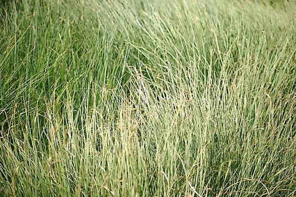 포토 JPG 해외이미지 식물 줄기 자연 바람 날씨 잔디 사람없음 초록색 신선 개화 귀 화단 얇은 해외202004 해외포토 자연요소 꽃 컬러 신체부위 생태계 파일형식 이미지허브