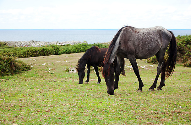 포토 JPG 해외이미지 동물 남자 스포츠 바다 포즈 백그라운드 자연 파노라마 이야기 풍경 성인 사람없음 울타리 반려동물 농장 점프 힘 회색 자유 분노 흰색 시골 승마 군중 큼 방목 속도 귀 갈기 목 고립 단아함 동물상 무료 우수 챔피언 힘찬 쓰다듬기 해외202004 해외포토 감정 컬러 컨셉 농업 모션 촬영기법 사람 신체부위 담장 조형물 축산업 크기 절기 생태계 파일형식 이미지허브