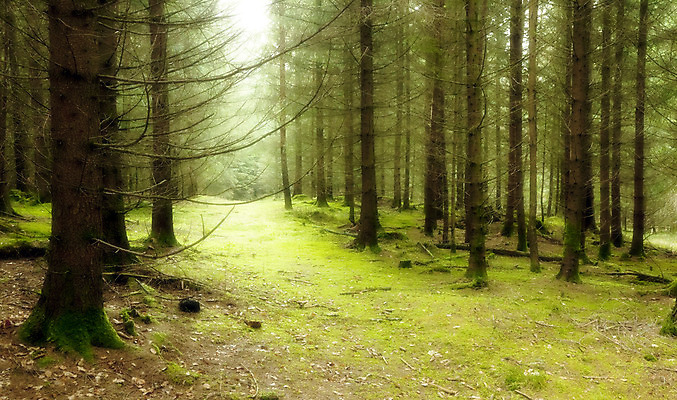 포토 JPG 해외이미지 나무 식물 계절 공원 도로 길 여행 백그라운드 낙엽 잎 자연 아침 풍경 사람없음 초록색 여름 빛 햇빛 태양 일출 환경 맑음 봄 산책 안개 가을 나뭇가지 시골 신선 소나무 숲 신비 장면 공상 침엽수 해외202004 해외포토 주간 자연요소 공공시설 컬러 컨셉 교통시설 날씨 휴식 노을 생태계 파일형식 이미지허브