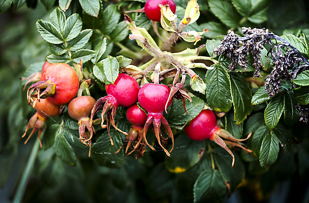 포토 JPG 해외이미지 식물 계절 열매 음식 잎 과일 자연 건강 사람없음 빨간색 초록색 울타리 약 장미 가을 나뭇가지 가시 그룹 차 약초 허브 오브젝트 날것 스파이크 해외202004 해외포토 나무 꽃 음료 컬러 의학 담장 풀_식물 생태계 파일형식 이미지허브