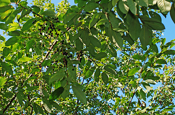 포토 JPG 해외이미지 나무 열매 음식 잎 과일 자연 하늘 사람없음 야외 초록색 여름 정원 맑음 검은색 수확 나뭇가지 작음 과수원 다발 부드러움 숙성 식용 해외202004 해외포토 식물 계절 컬러 농업 날씨 감각 크기 생태계 파일형식 이미지허브