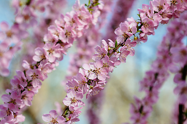 포토 JPG 해외이미지 나무 식물 계절 꽃잎 꽃 분홍색 백그라운드 잎 꽃무늬 오렌지 과일 자연 휴가 새로움 풍경 사람없음 장식 빨간색 초록색 태양 농장 우주 정원 맑음 봄 벚꽃 흰색 나뭇가지 개화 닫기 큼 과수원 연도 심볼 복숭아 자두 내추럴 고립 옛날 해외202004 해외포토 자연요소 컬러 컨셉 무늬 농업 모션 날씨 크기 생태계 파일형식 이미지허브