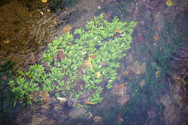 포토 JPG 해외이미지 식물 단풍 잎 패턴 자연 표면 사람없음 물 수중 흙 흐름 신선 투명 개울 수면 해조류 파편 질감 땅바닥 해외202004 해외포토 자연요소 컨셉 무늬 바닥 강 해양식물 생태계 파일형식 이미지허브